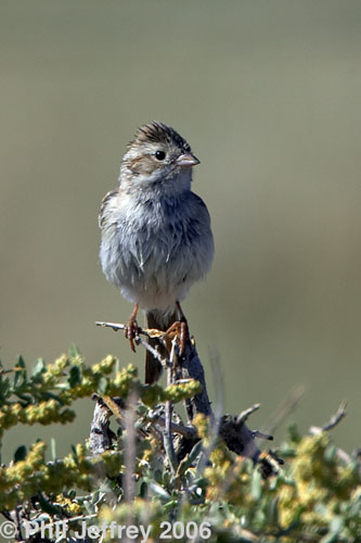 Brewer's Sparrow