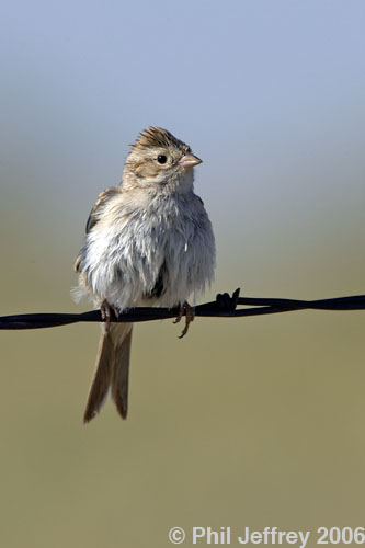 Brewer's Sparrow