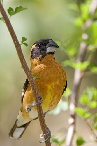 Black-headed Grosbeak