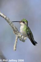 Broad-billed Hummingbird