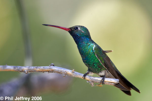 Broad-billed Hummingbird