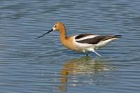 American Avocet