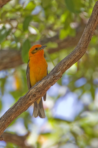 Flame-colored Tanager