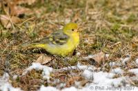 Western Tanager
