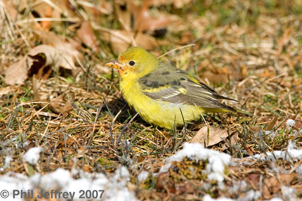 Western Tanager