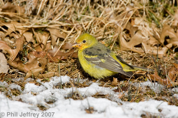 Western Tanager