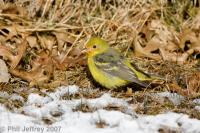 Western Tanager