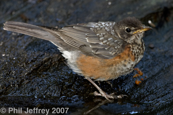 American Robin