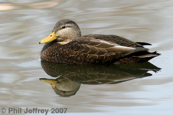 American Black Duck