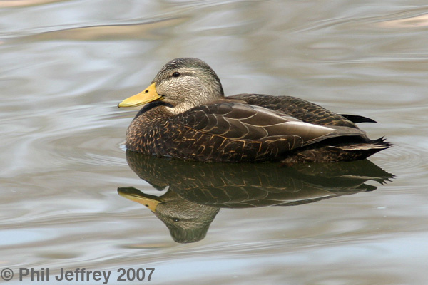 American Black Duck