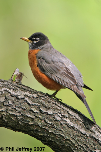 American Robin