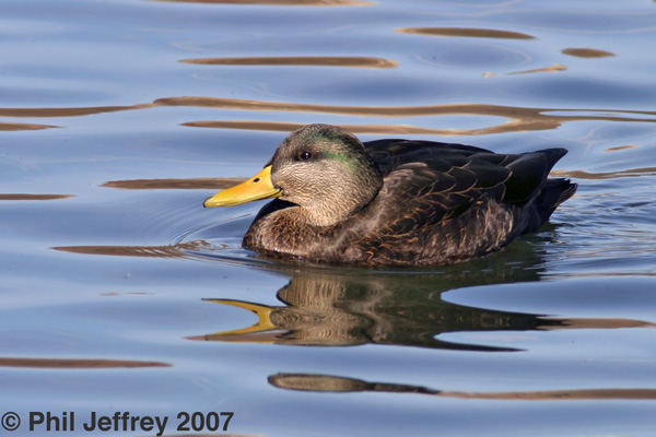 American Black Duck X Mallard hybrid
