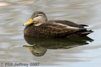 American Black Duck
