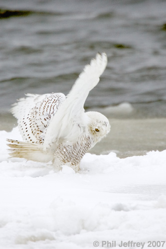Snowy Owl