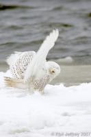 Snowy Owl