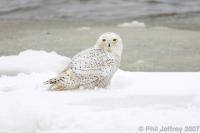 Snowy Owl