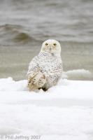 Snowy Owl