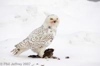 Snowy Owl