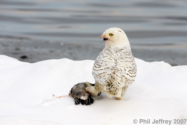 Snowy Owl