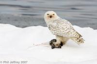 Snowy Owl