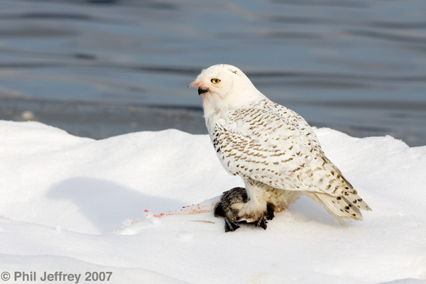 Snowy Owl