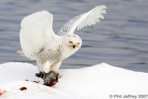 Snowy Owl