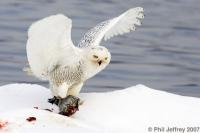 Snowy Owl