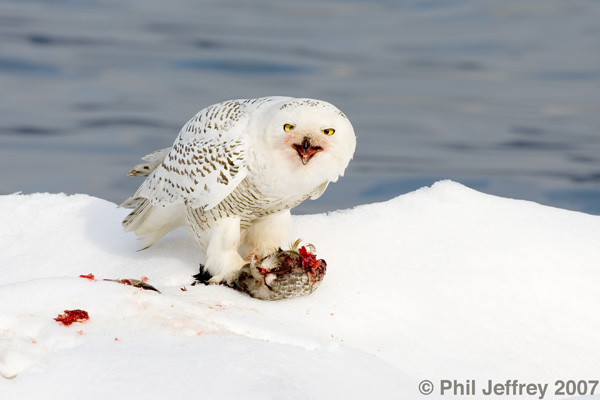 Snowy Owl