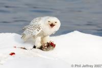 Snowy Owl