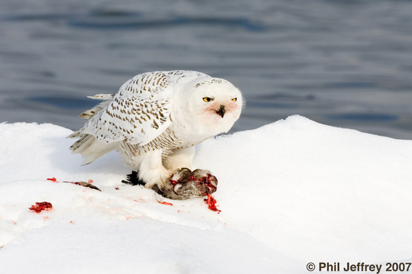 Snowy Owl