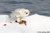 Snowy Owl
