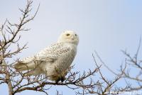 Snowy Owl