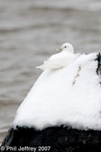 Ivory Gull