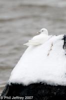 Ivory Gull