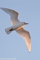 Ivory Gull