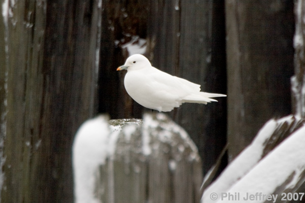 Ivory Gull