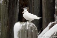 Ivory Gull