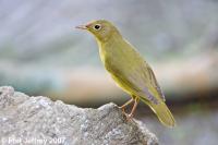 Connecticut Warbler