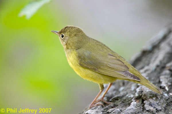 Connecticut Warbler