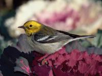 Hermit X Townsend's Warbler hybrid