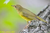 Connecticut Warbler