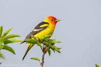 Western Tanager