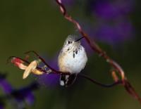Calliope Hummingbird