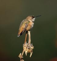 Rufous Hummingbird