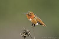 Rufous/Allen's Hummingbird