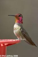 Anna's Hummingbird