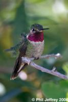 Broad-tailed Hummingbird