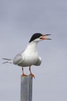 Forster's Tern