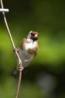 Eurasian Goldfinch
