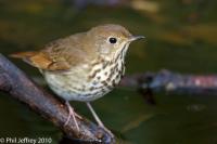 Hermit Thrush